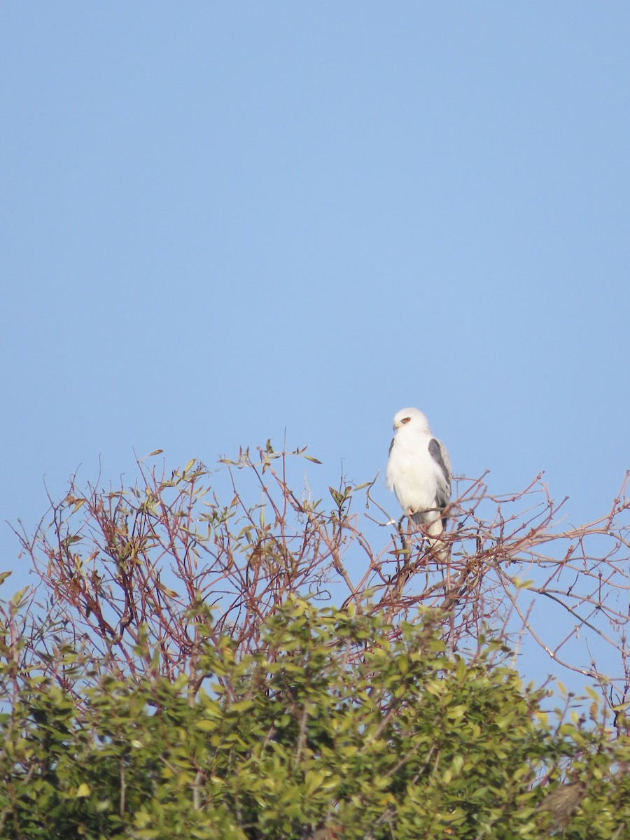White-tailed Kite - ML647053069