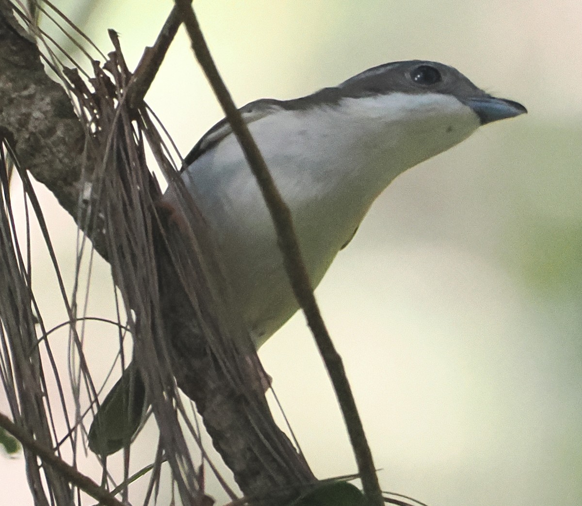 Ak Kaşlı Kasapkuşu (annamensis) - ML647053071