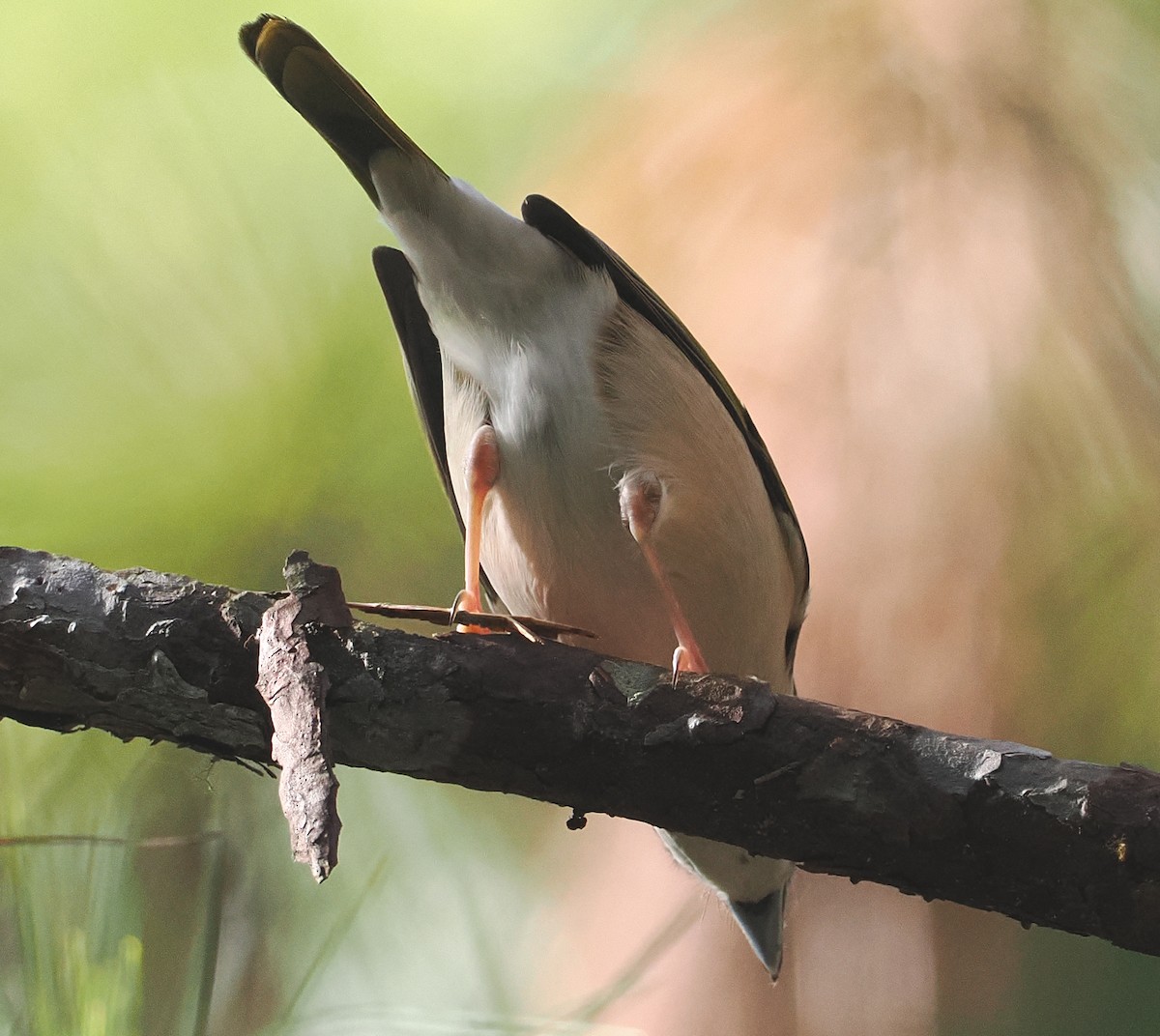 Ak Kaşlı Kasapkuşu (annamensis) - ML647053072
