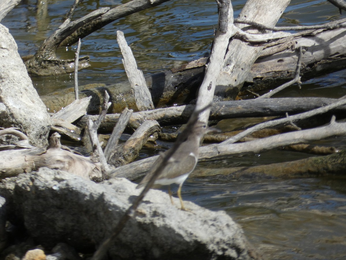 pisík americký - ML647053074