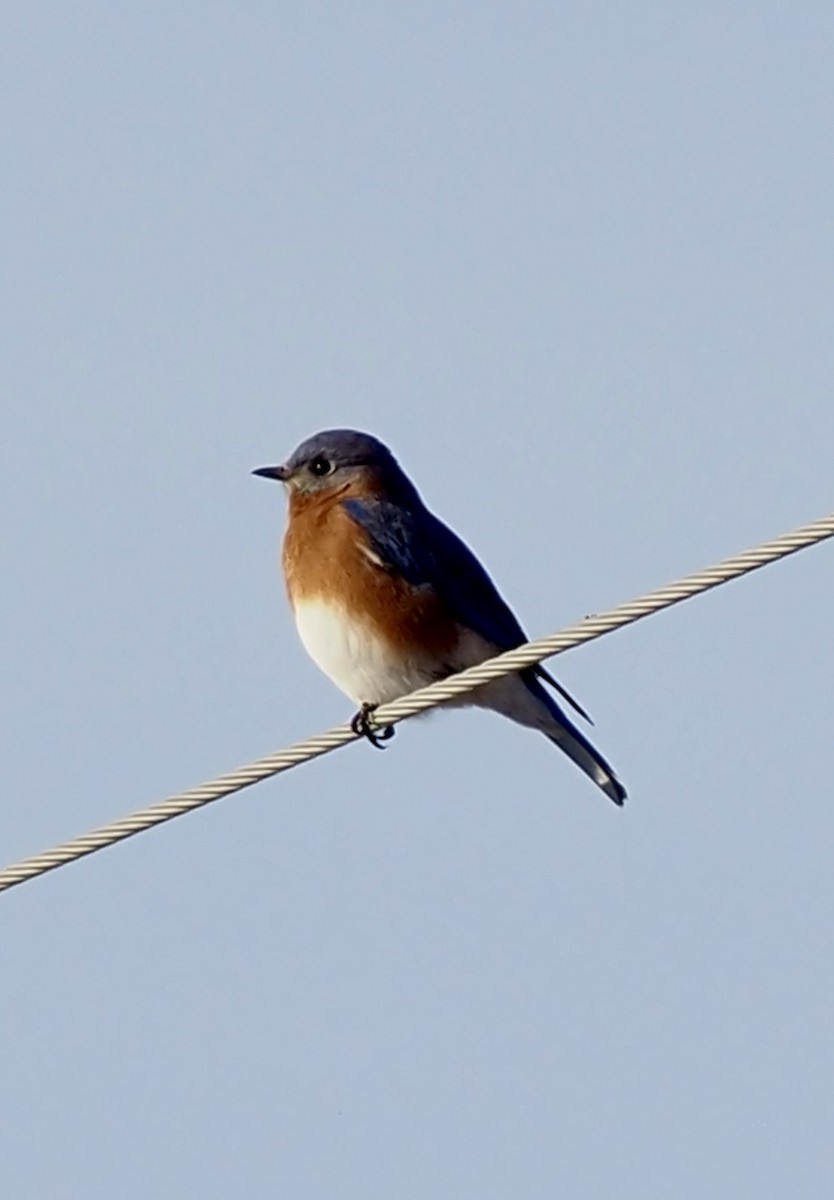 Eastern Bluebird - ML647053082