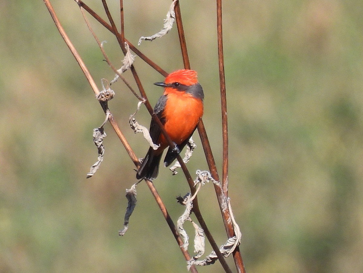 Vermilion Flycatcher - ML647053084