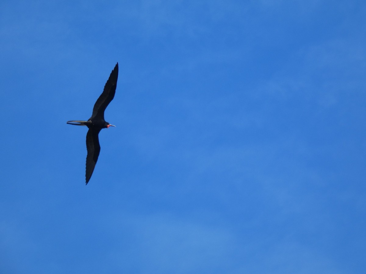 fregatka vznešená - ML647053095