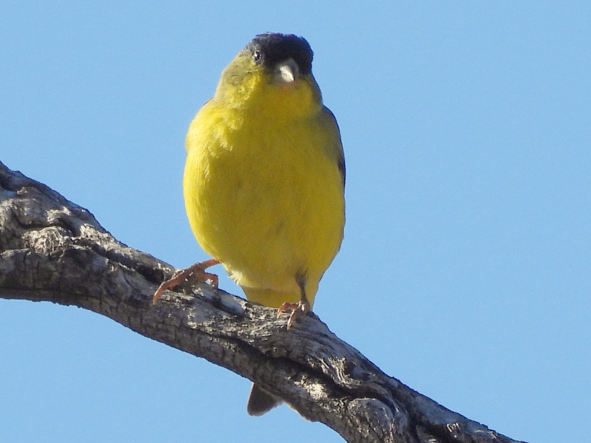 Lesser Goldfinch - ML647053098