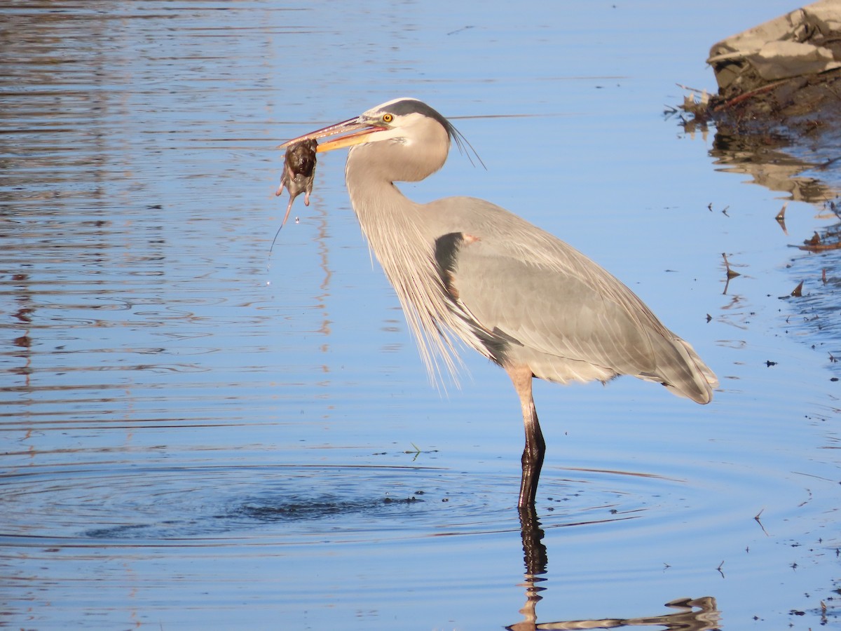 Great Blue Heron - ML647053100