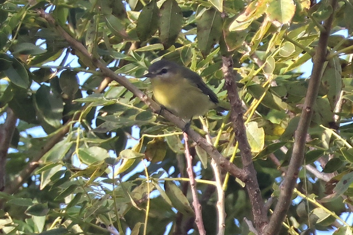 Bireo filadelfiarra - ML647053101