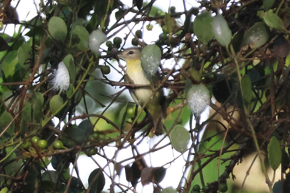 Bireo filadelfiarra - ML647053102