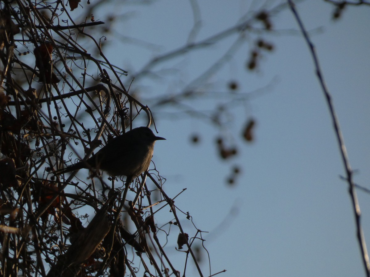 Miaulari grisa - ML647053128