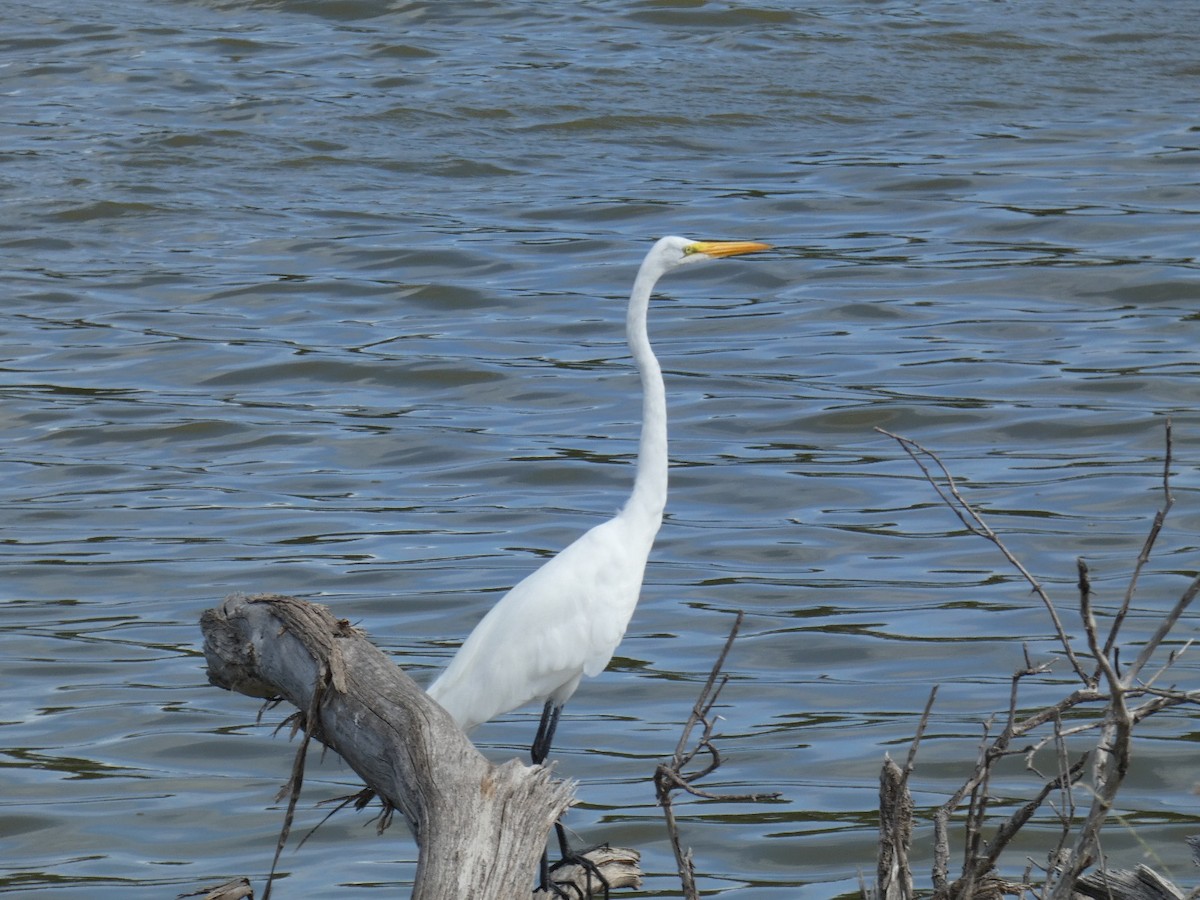 volavka bílá - ML647053135