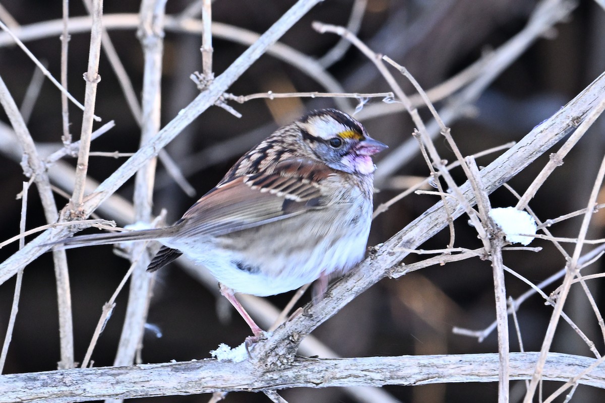 Chingolo Gorjiblanco - ML647053137