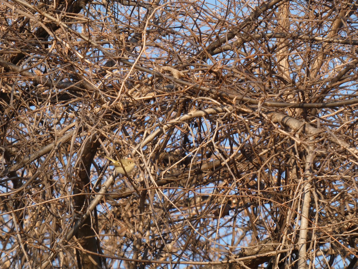 Ruby-crowned Kinglet - ML647053138