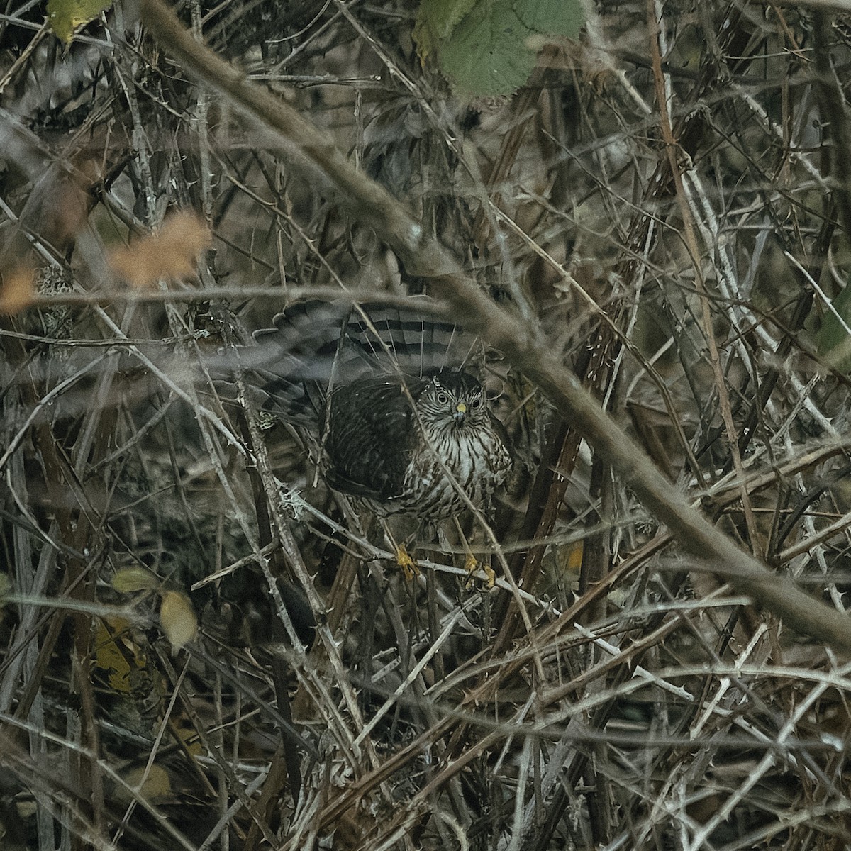 Cooper's Hawk - ML647053139