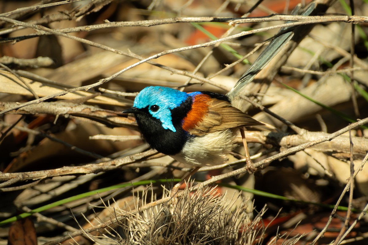 Variegated Fairywren - ML647053143