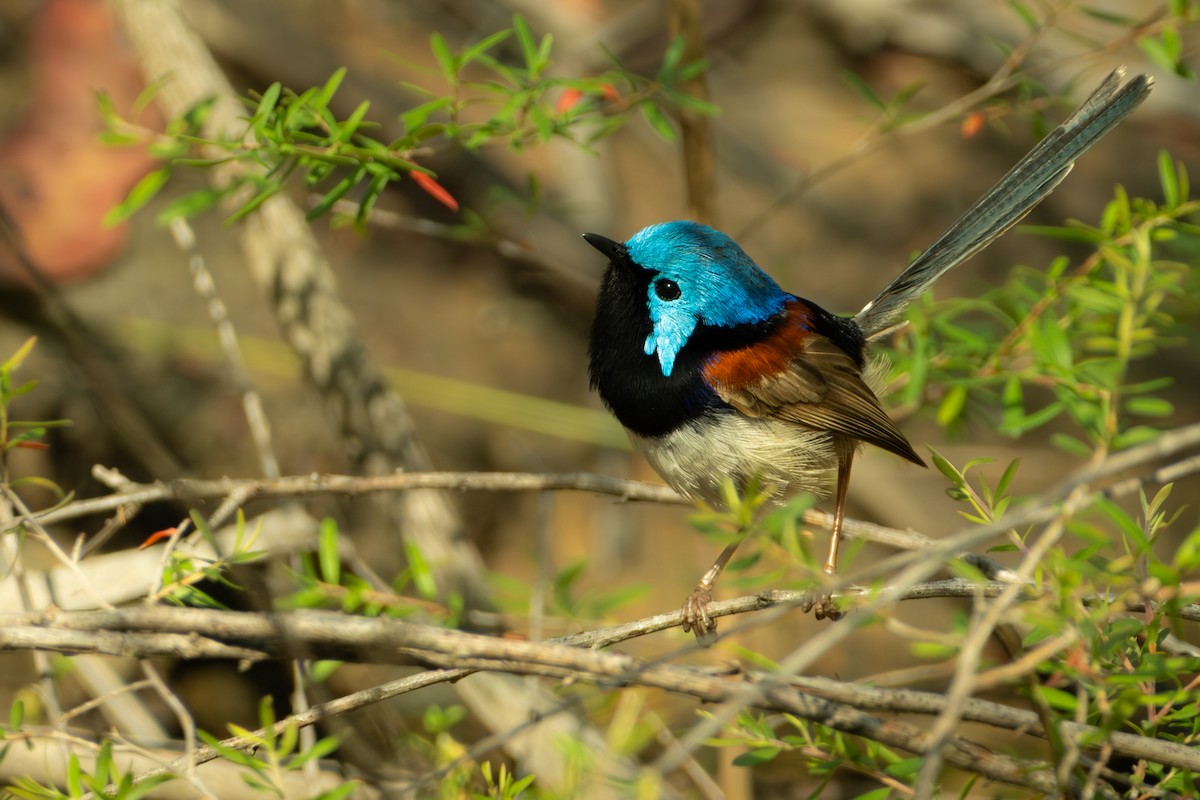 Variegated Fairywren - ML647053145