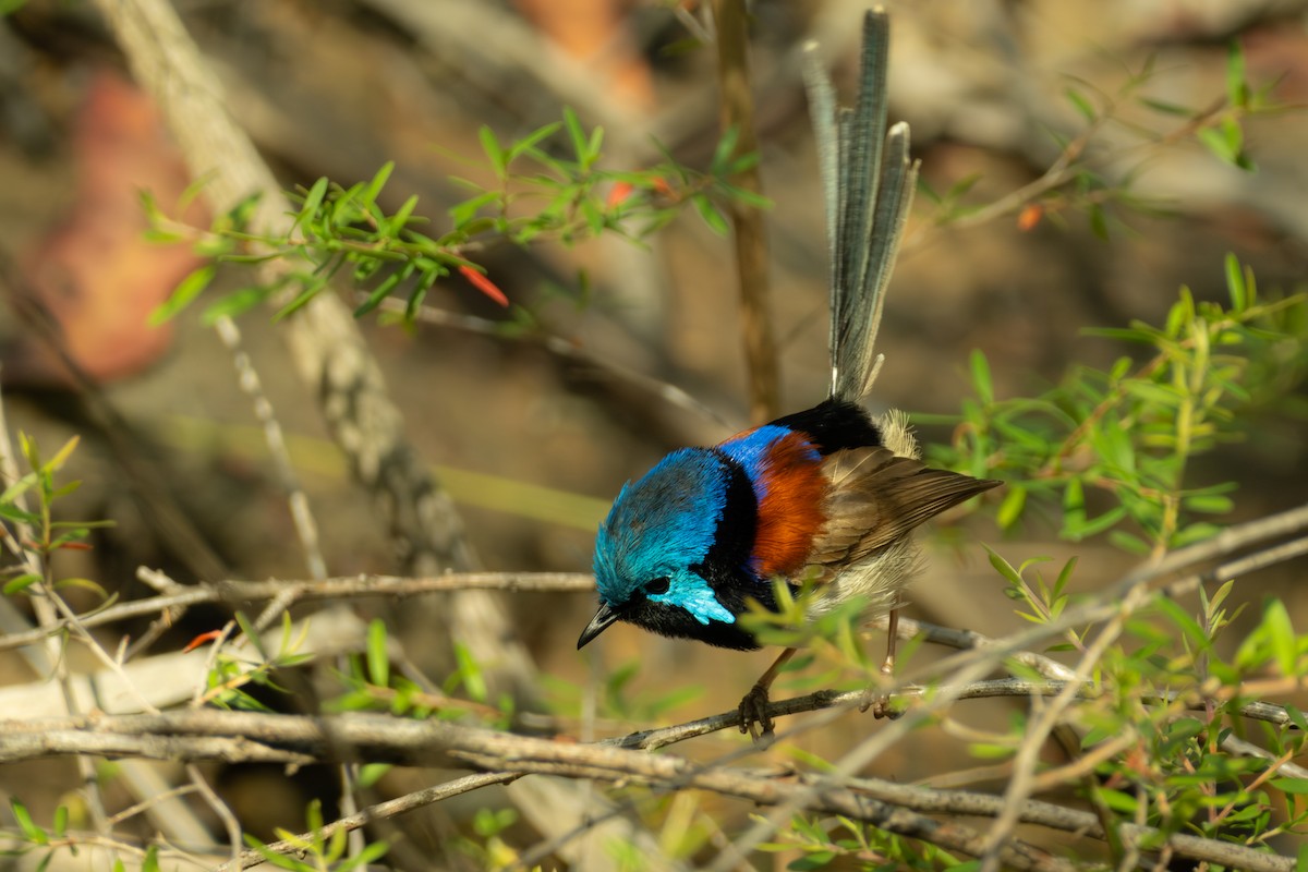 Variegated Fairywren - ML647053146