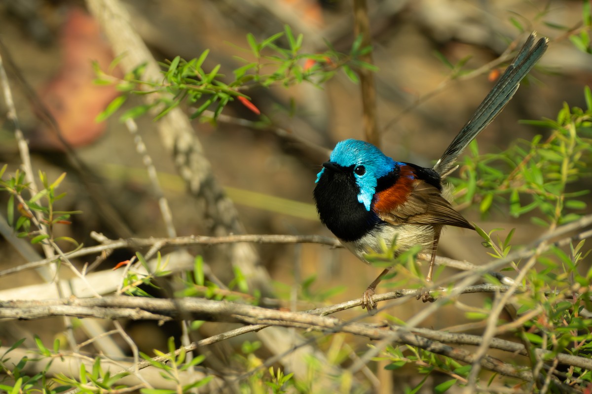 Variegated Fairywren - ML647053147