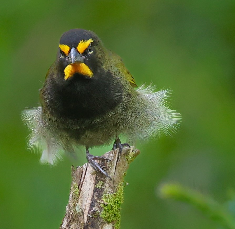 Tiaris grand-chanteur - ML647053151