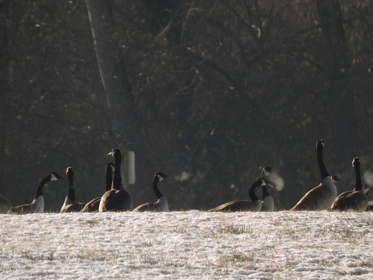 Kanada Kazı - ML647053154