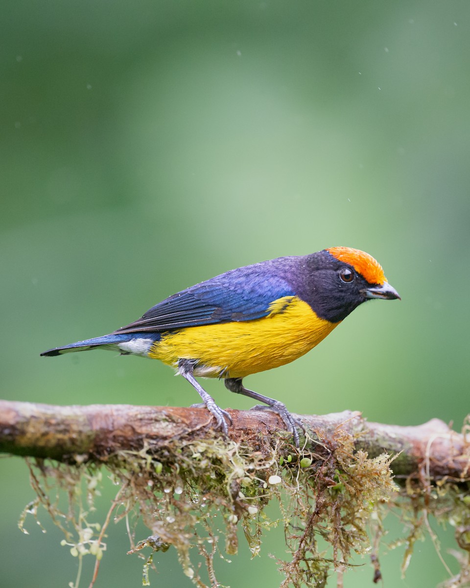 Tawny-capped Euphonia - ML647053155