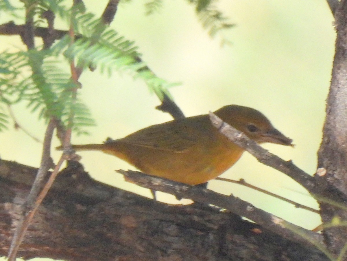 Summer Tanager - ML647053157