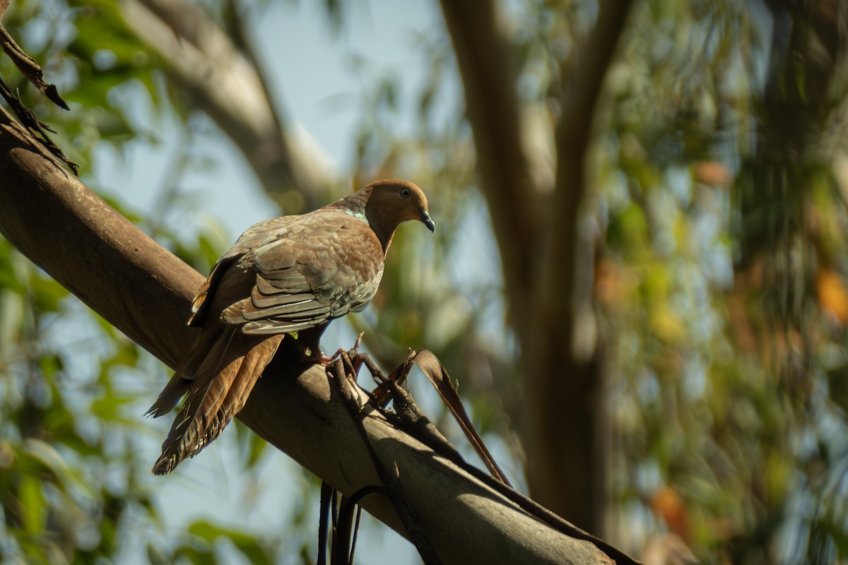 Brown Cuckoo-Dove - ML647053159