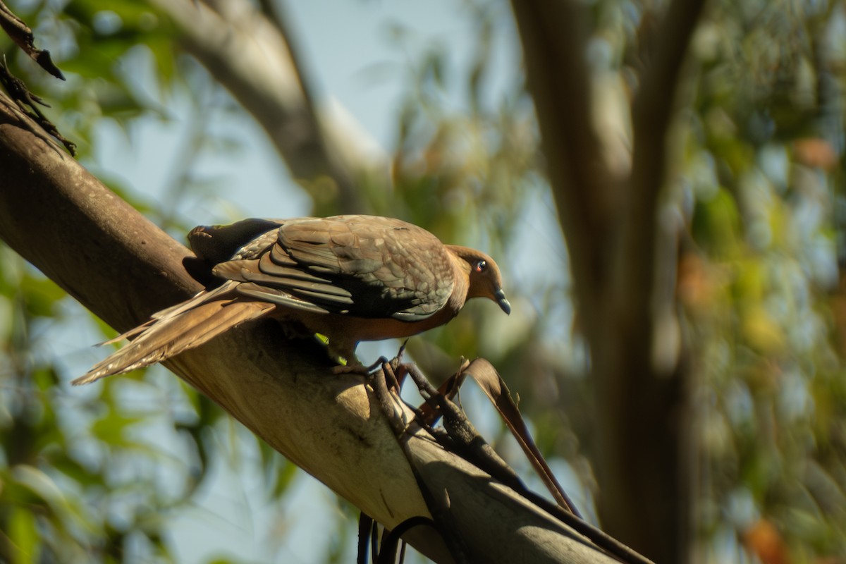 Brown Cuckoo-Dove - ML647053160