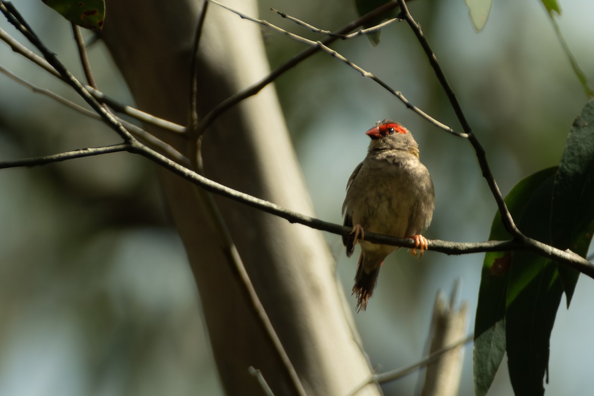 Red-browed Firetail - ML647053164