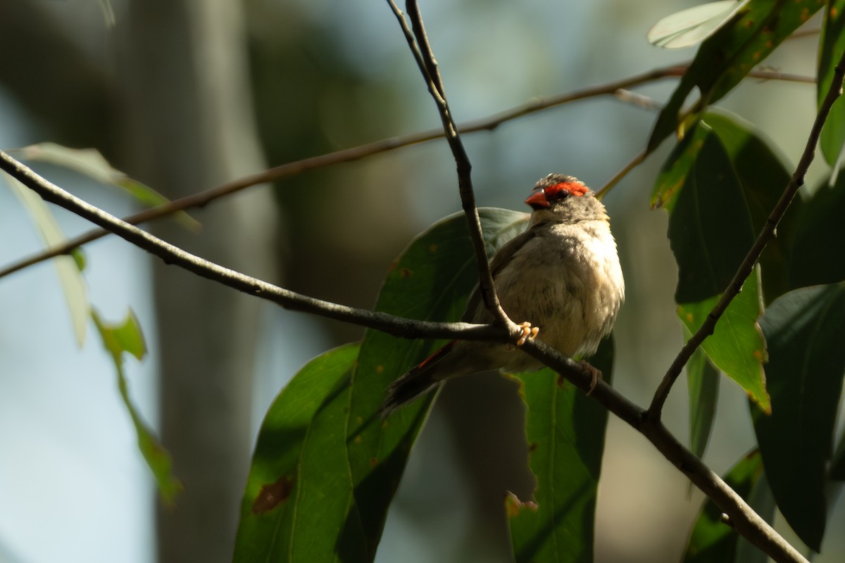 Red-browed Firetail - ML647053165