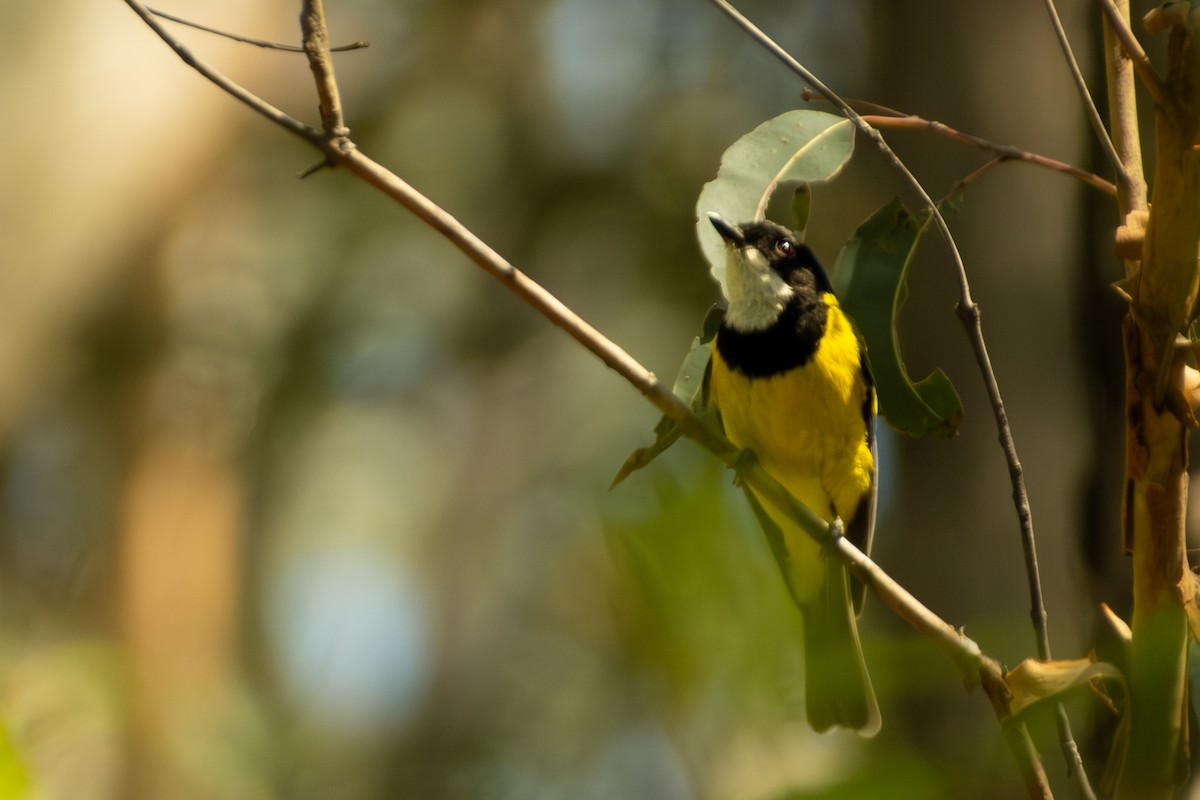 Golden Whistler - ML647053168