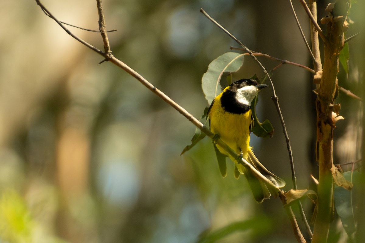 Golden Whistler - ML647053169