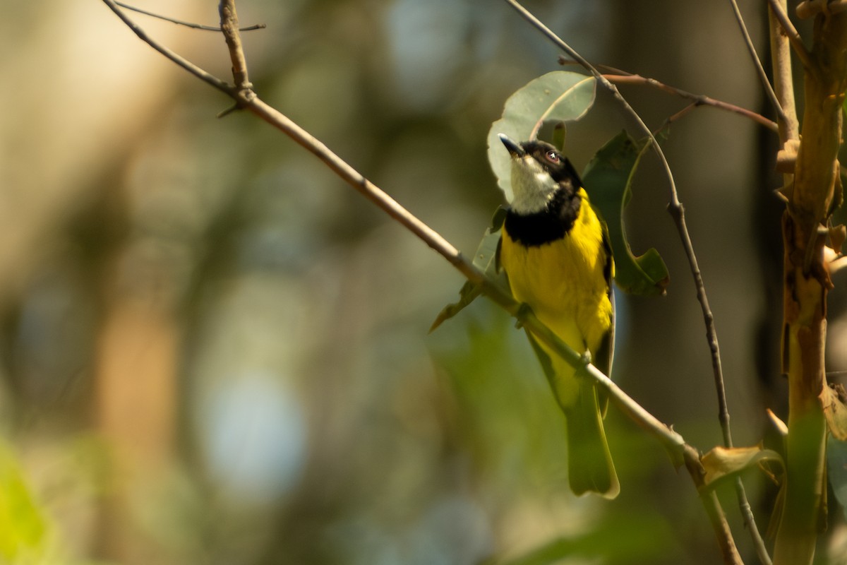 Golden Whistler - ML647053170