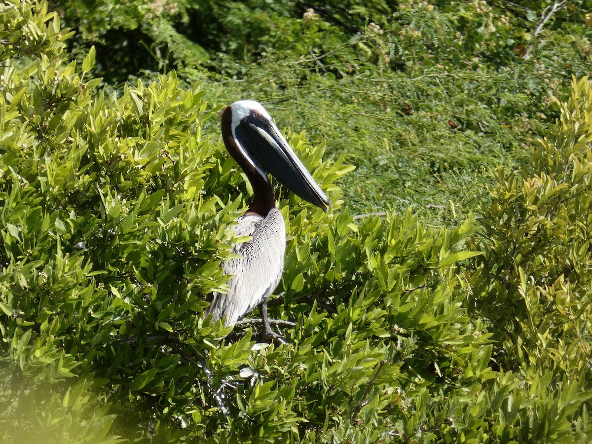 pelikán hnědý - ML647053171