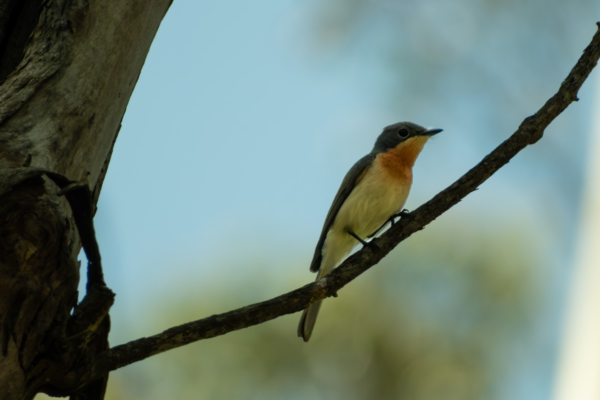 Leaden Flycatcher - ML647053174
