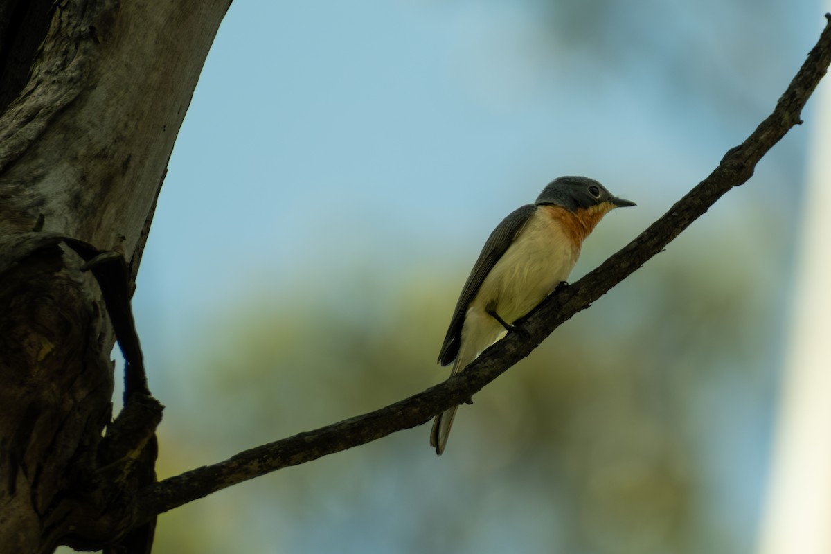 Leaden Flycatcher - ML647053175