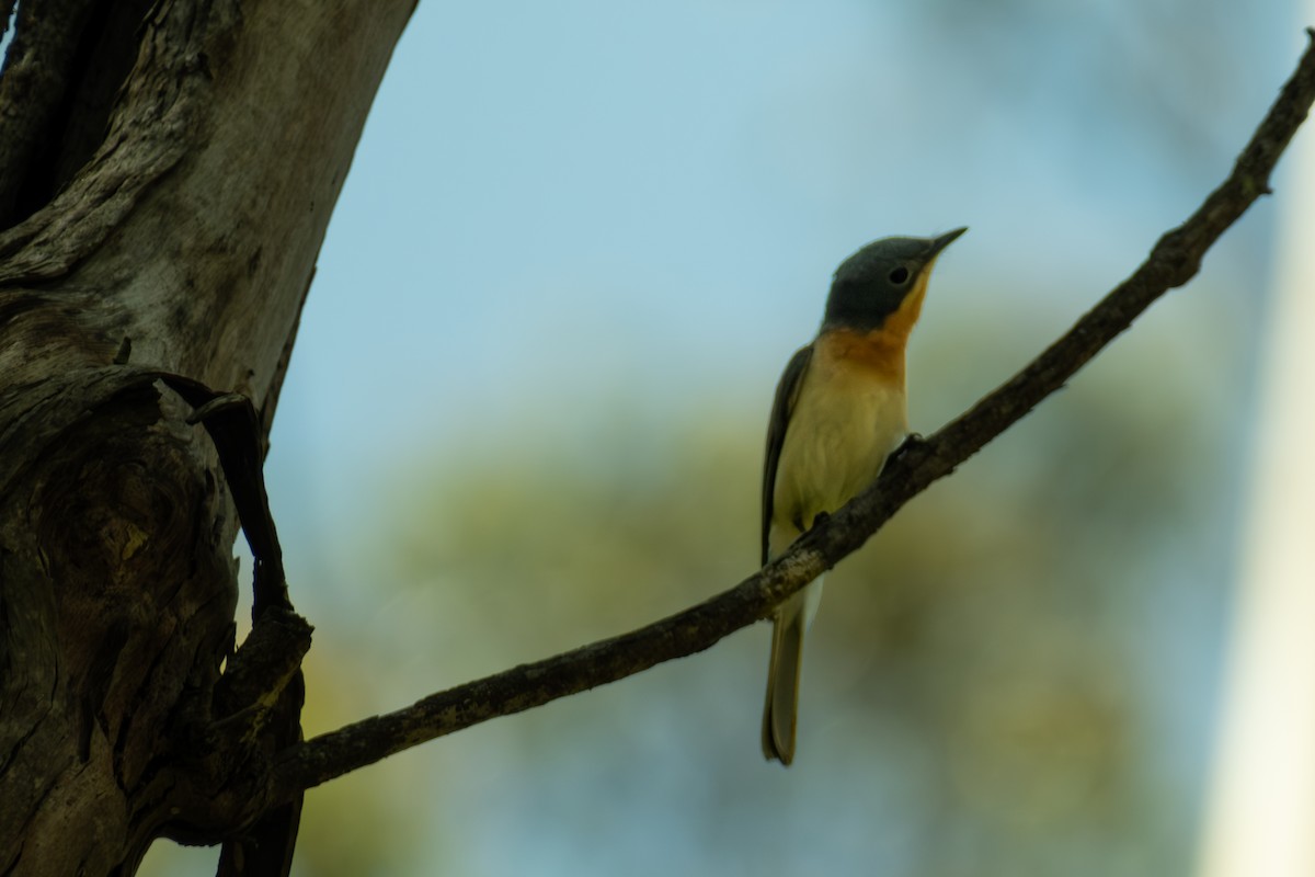 Leaden Flycatcher - ML647053178