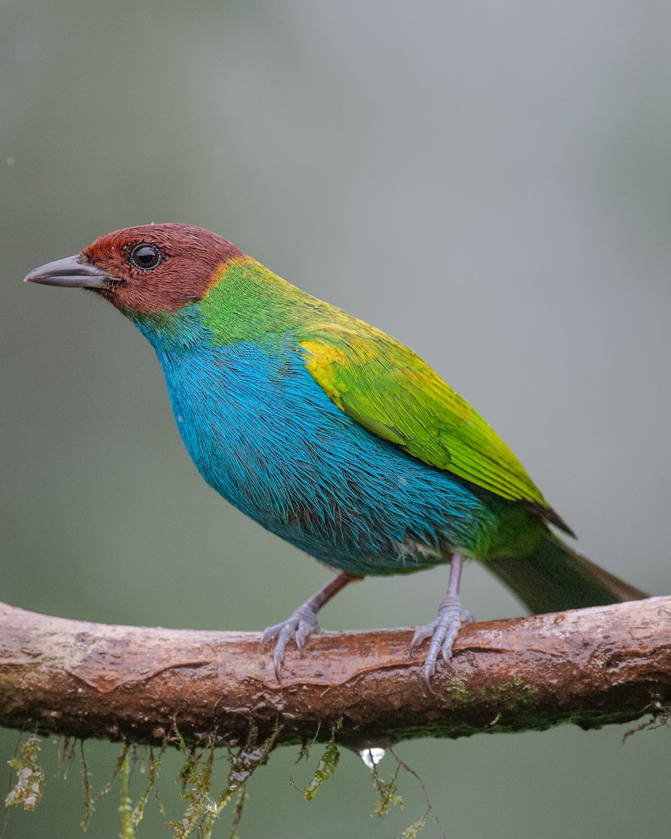 チャガシラフウキンチョウ - ML647053180