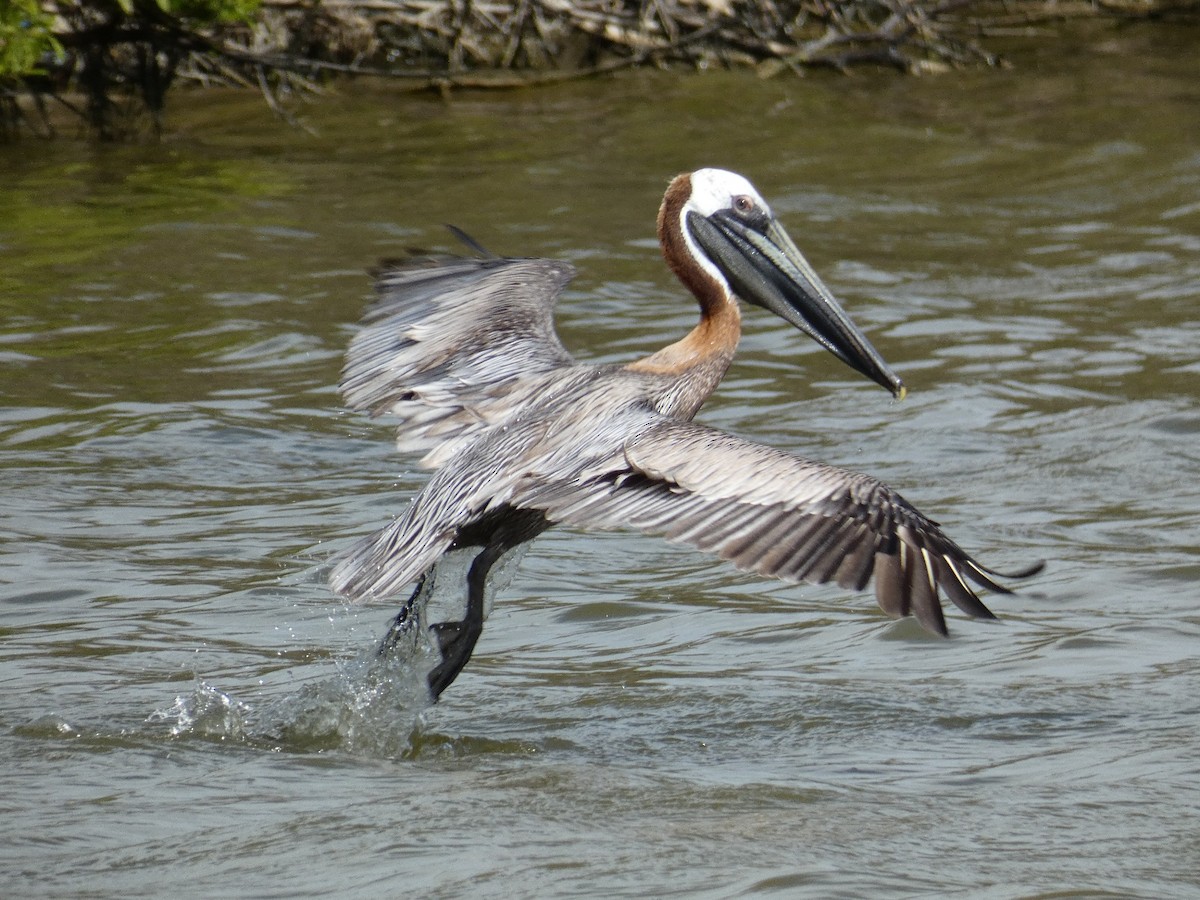 pelikán hnědý - ML647053181
