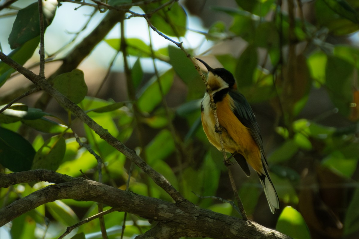 Eastern Spinebill - ML647053183