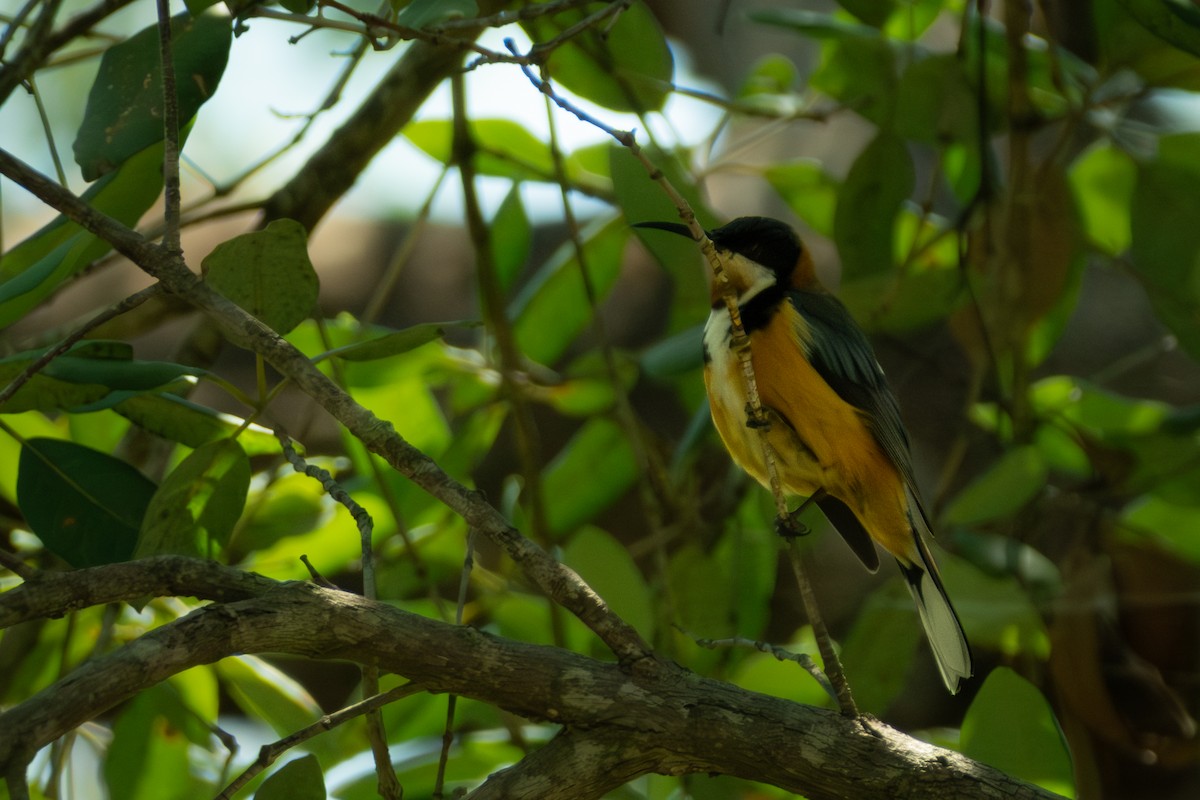 Eastern Spinebill - ML647053184