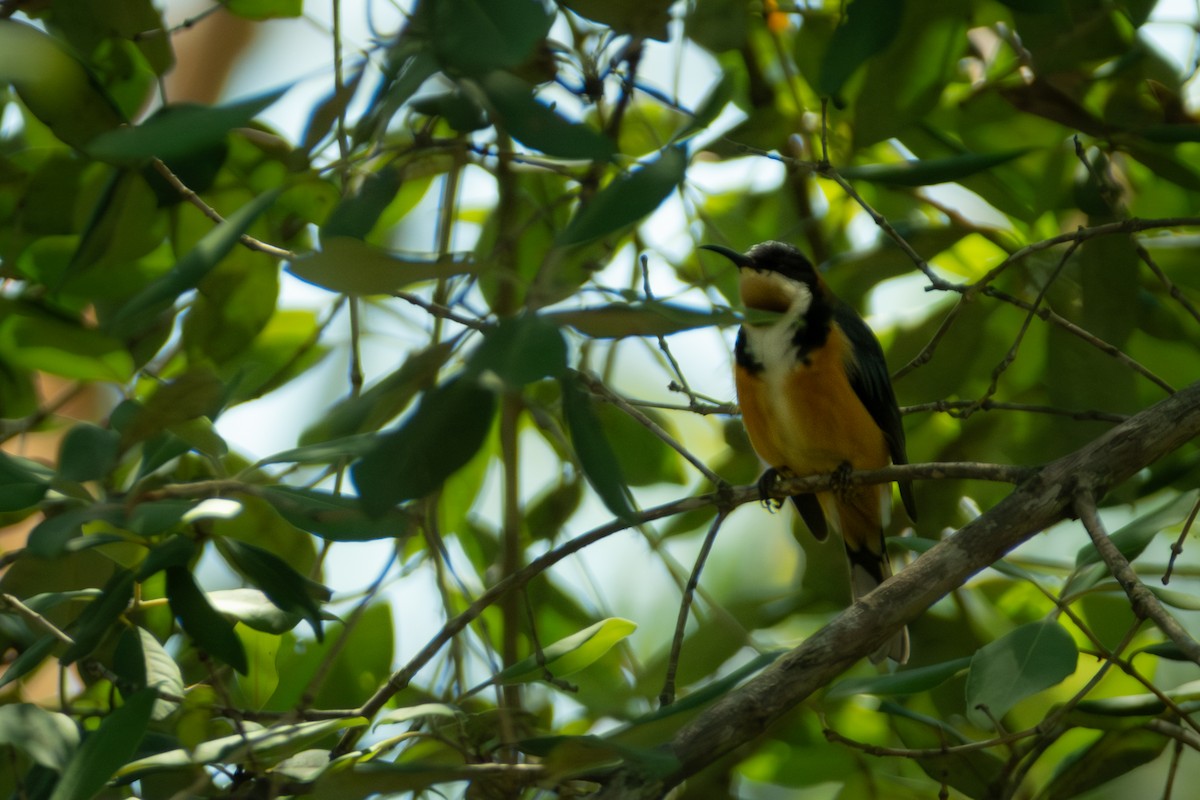 Eastern Spinebill - ML647053185
