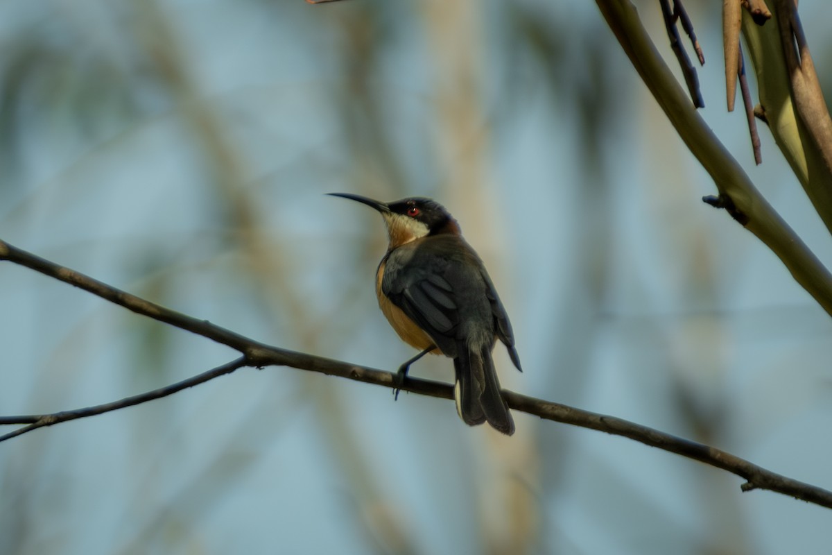 Eastern Spinebill - ML647053187