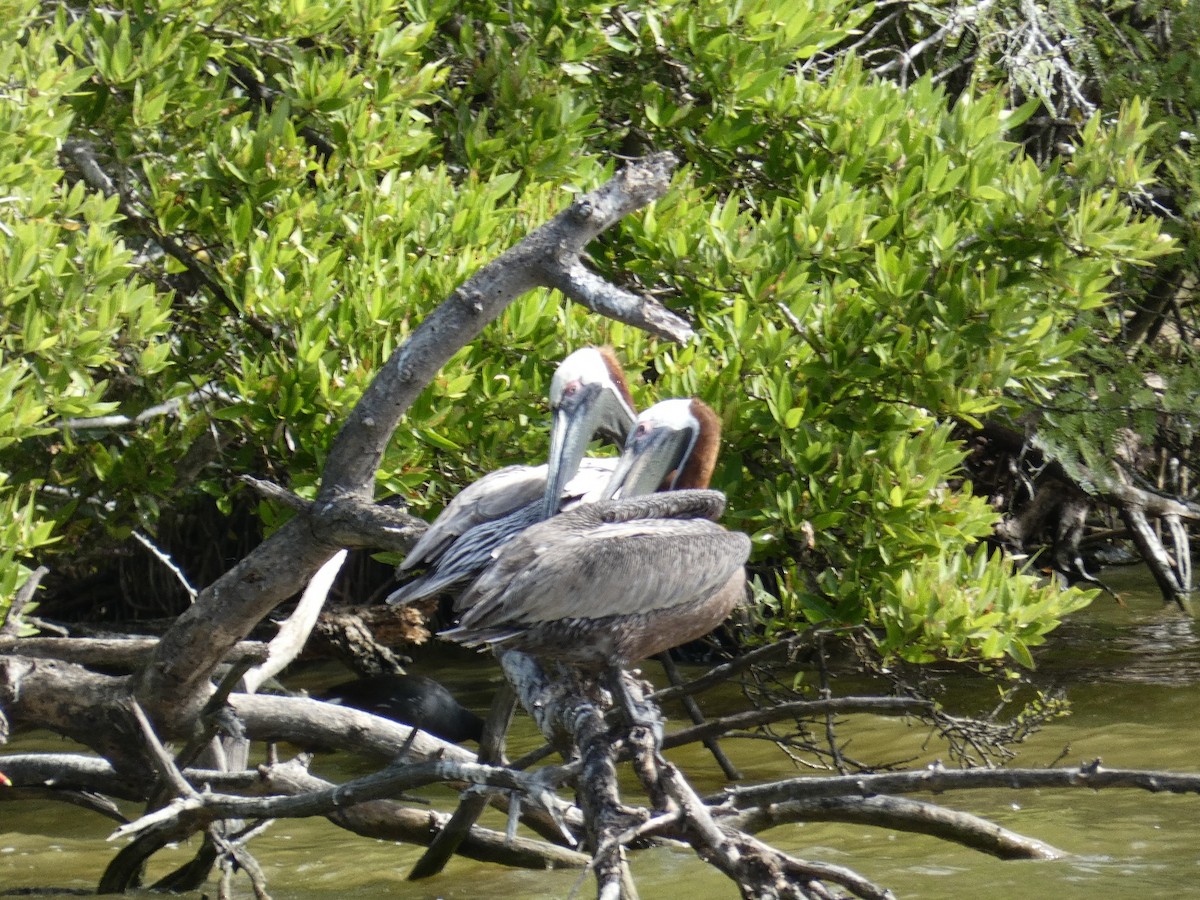 pelikán hnědý - ML647053191