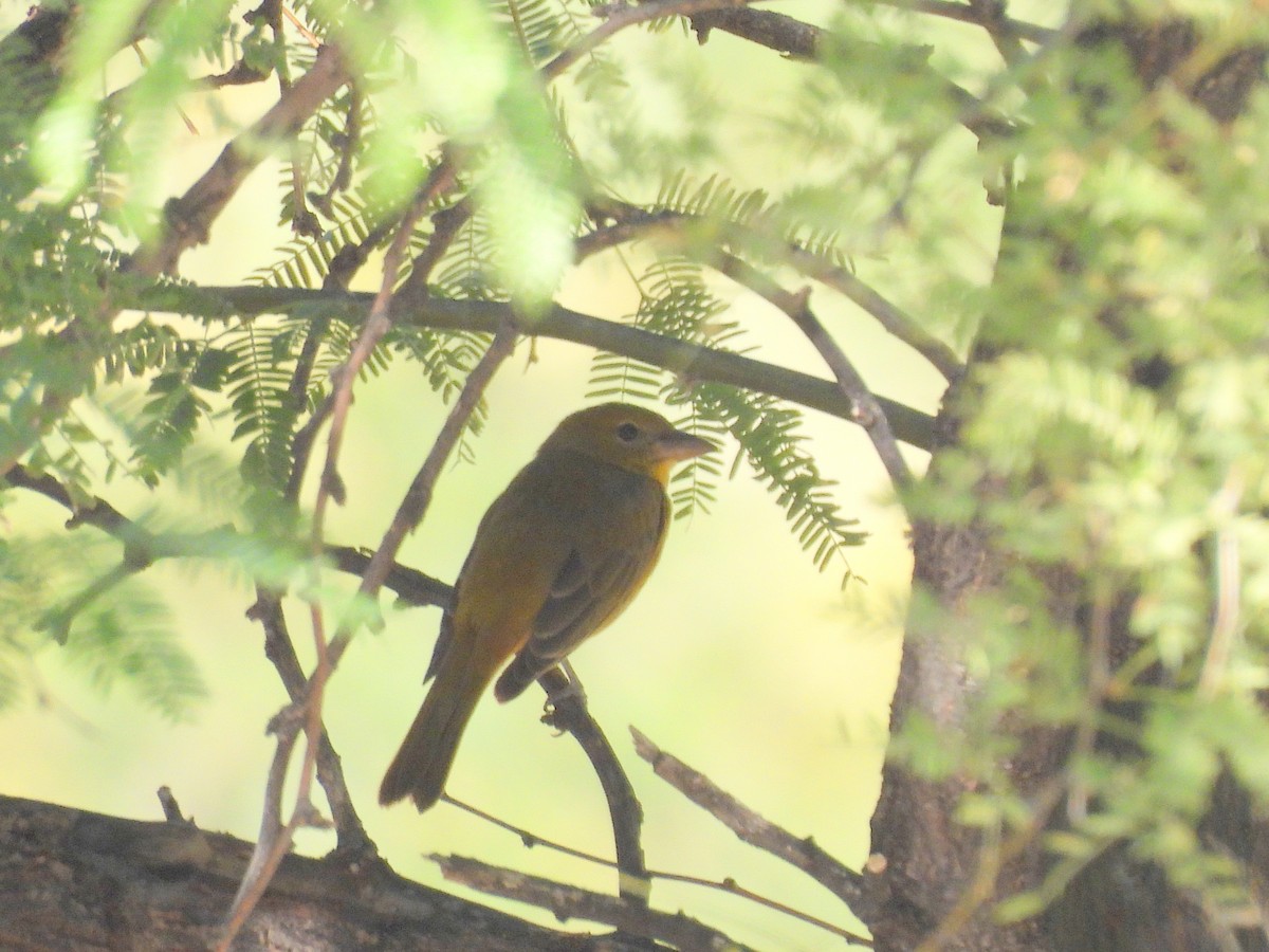 Summer Tanager - ML647053193