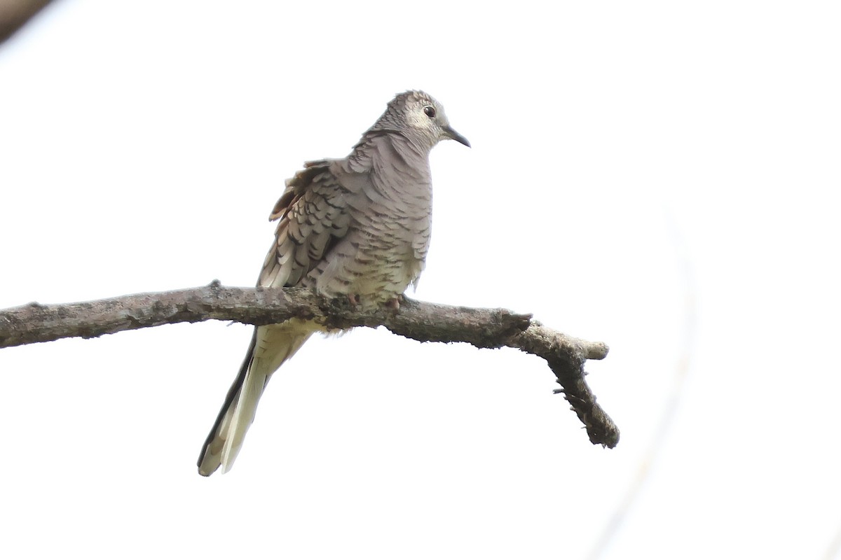 holoubek mexický - ML647053208