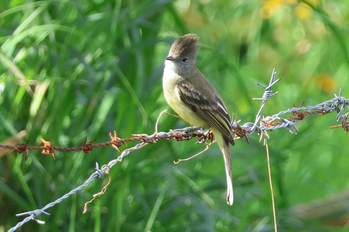 Желтобрюхая эления - ML647053212