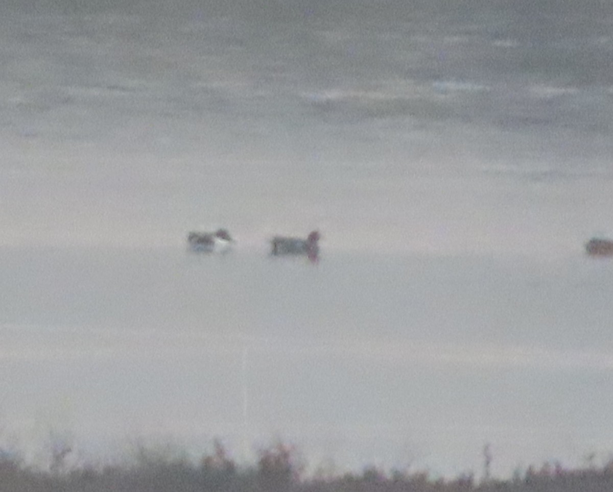 Eurasian Wigeon - ML647053233