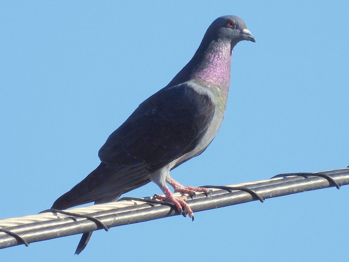 Хөхвөр тагтаа (суурин газрын) - ML647053236