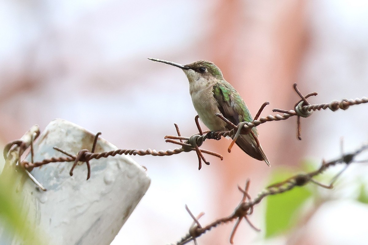 Colibri à gorge rubis - ML647053237