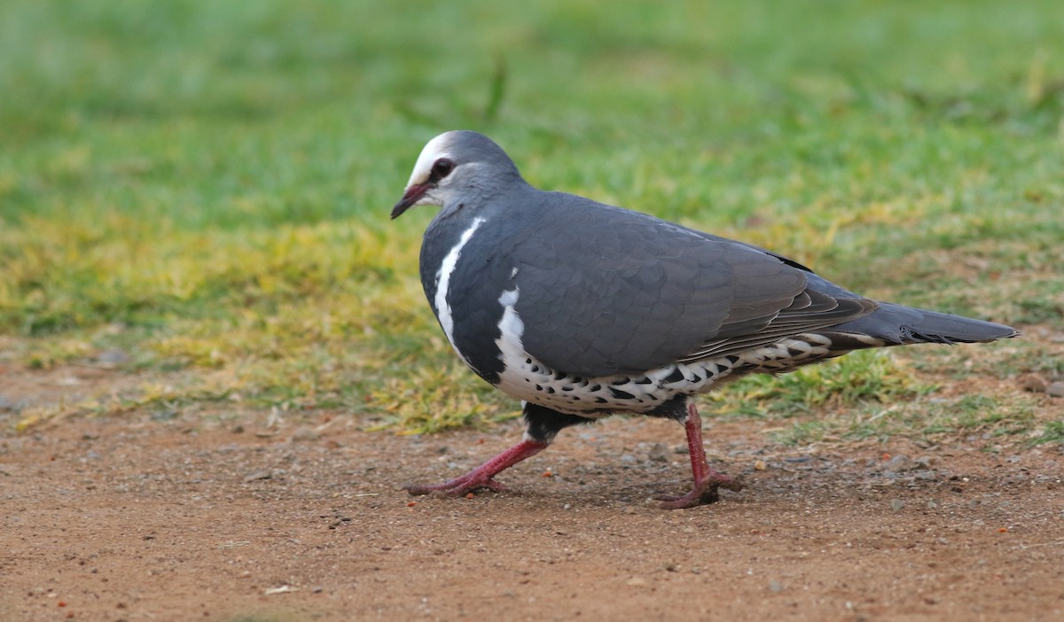 Wonga Kumrusu - ML647053239