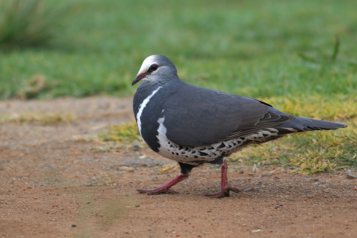 Wonga Kumrusu - ML647053240